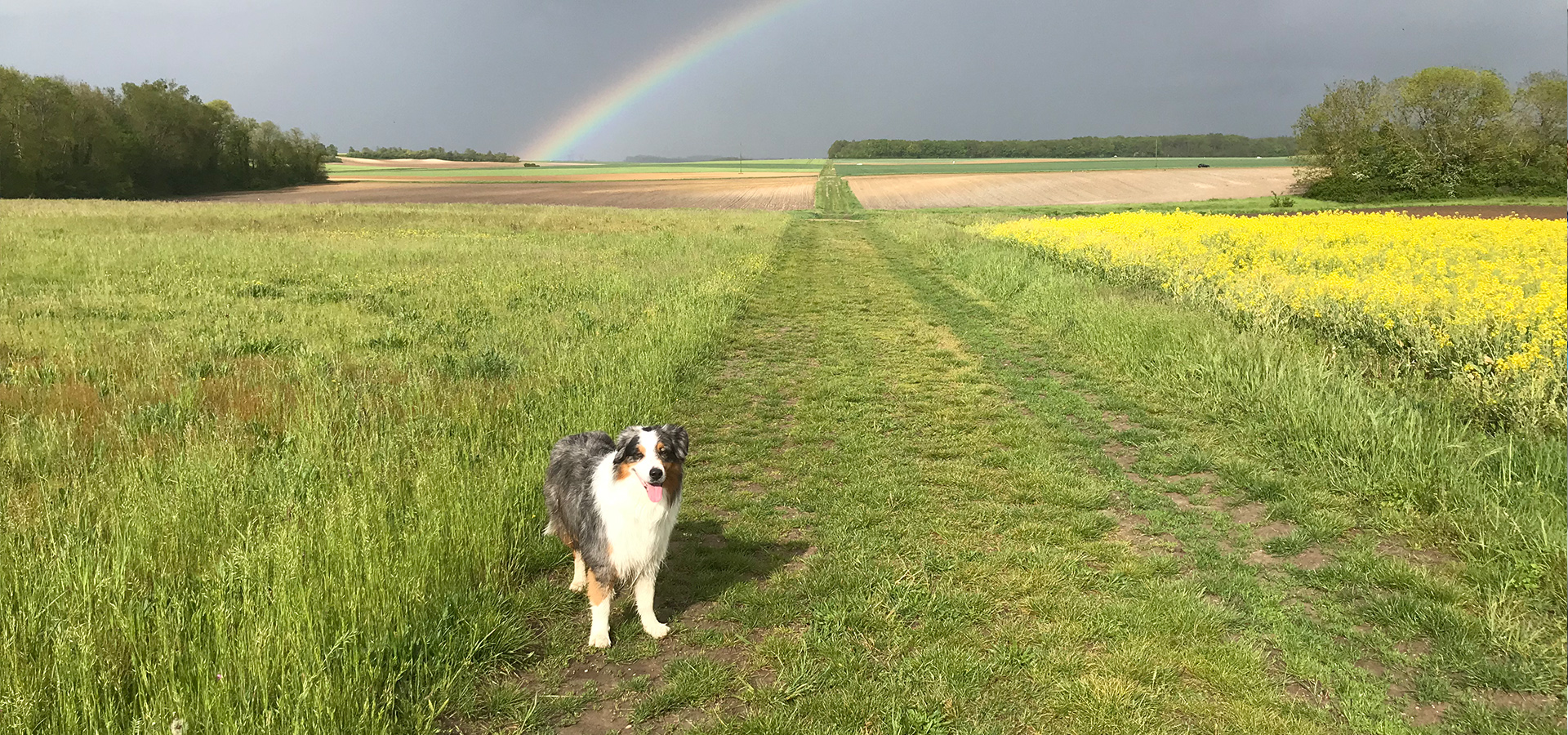 Une Vie qui a du Chien